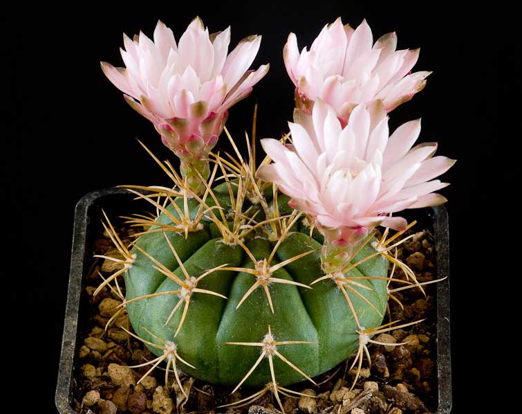 Gymnocalycium eurypleurum FR 1178